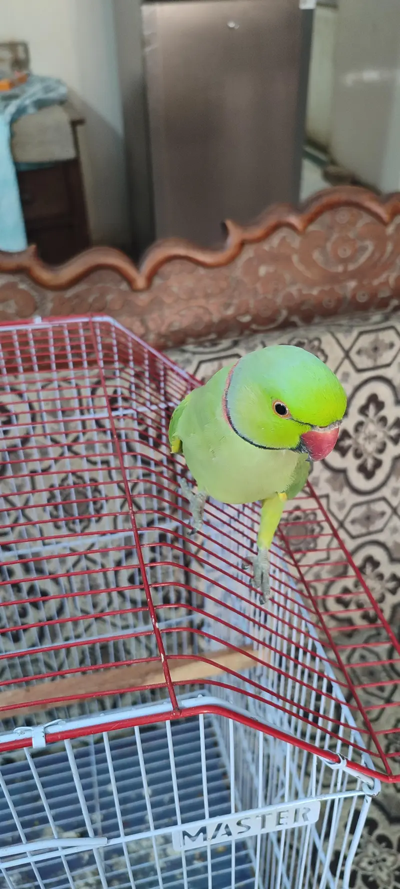 Green Ringneck for sell with cage — photo 5