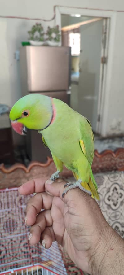 Green Ringneck for sell with cage