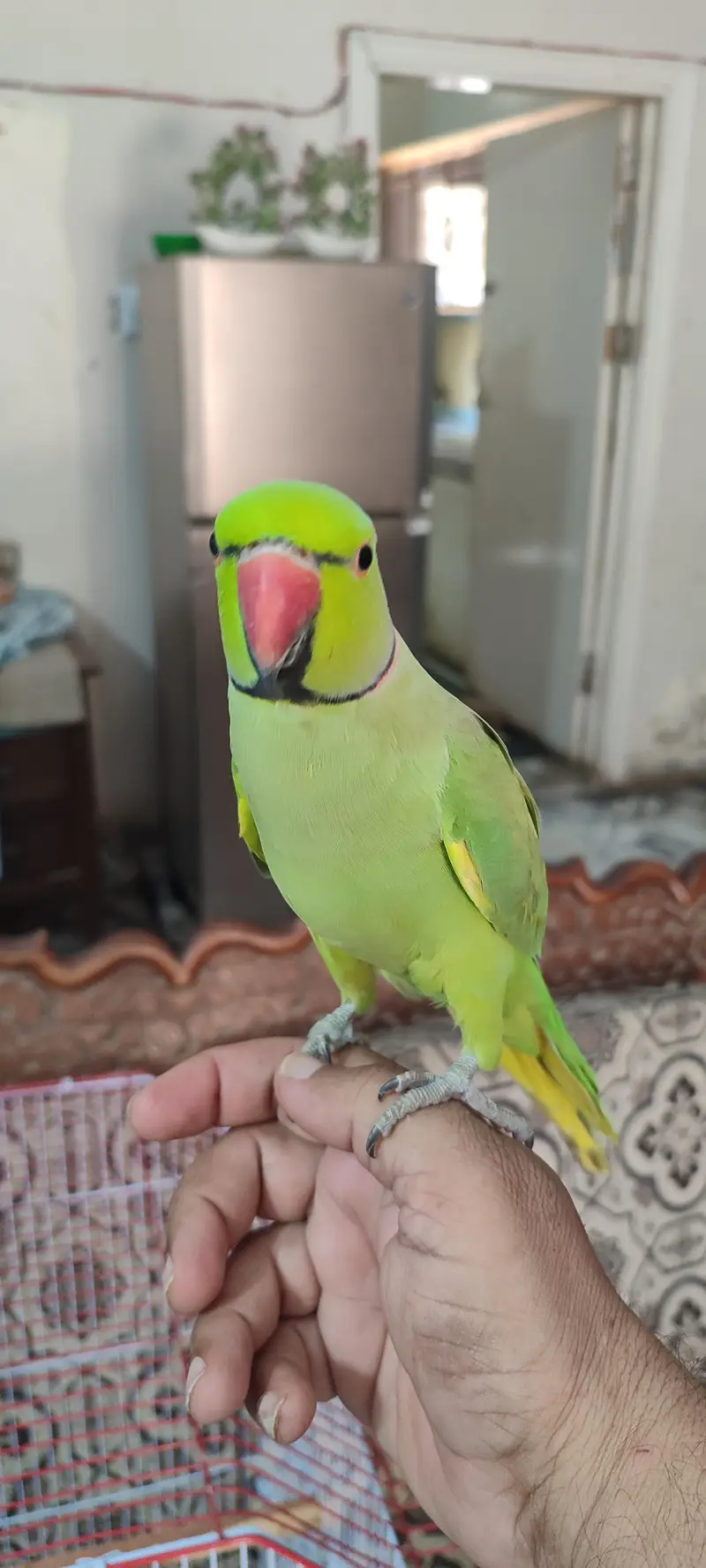 Green Ringneck for sell with cage — photo 6