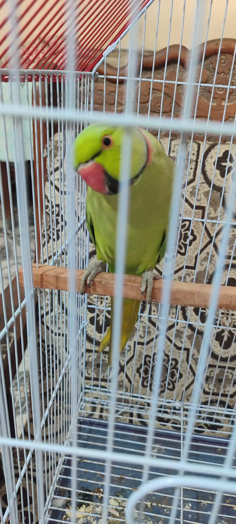 Green Ringneck for sell with cage — photo 7