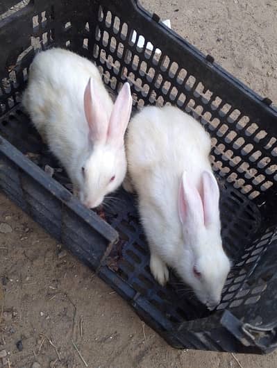 pure white rabbit red eyes breeder pair