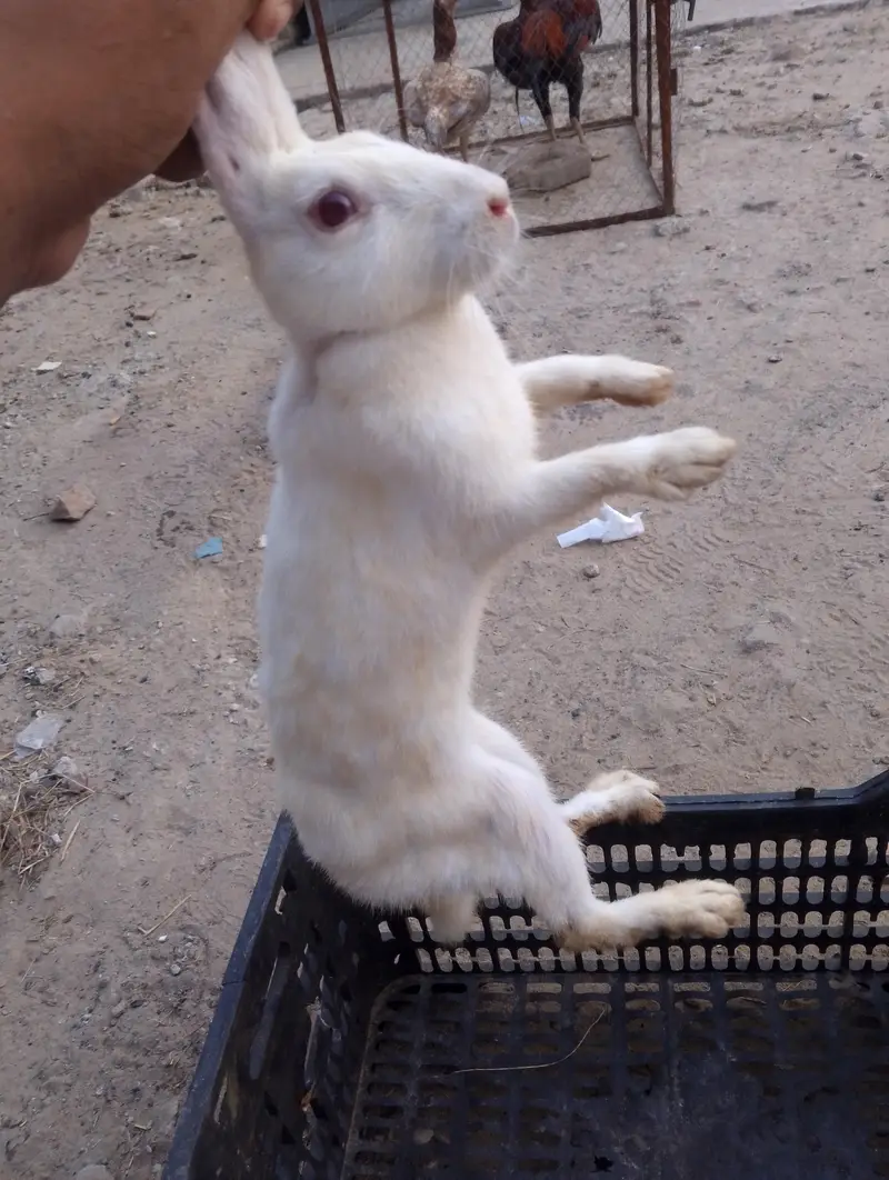pure white rabbit red eyes breeder pair — photo 2