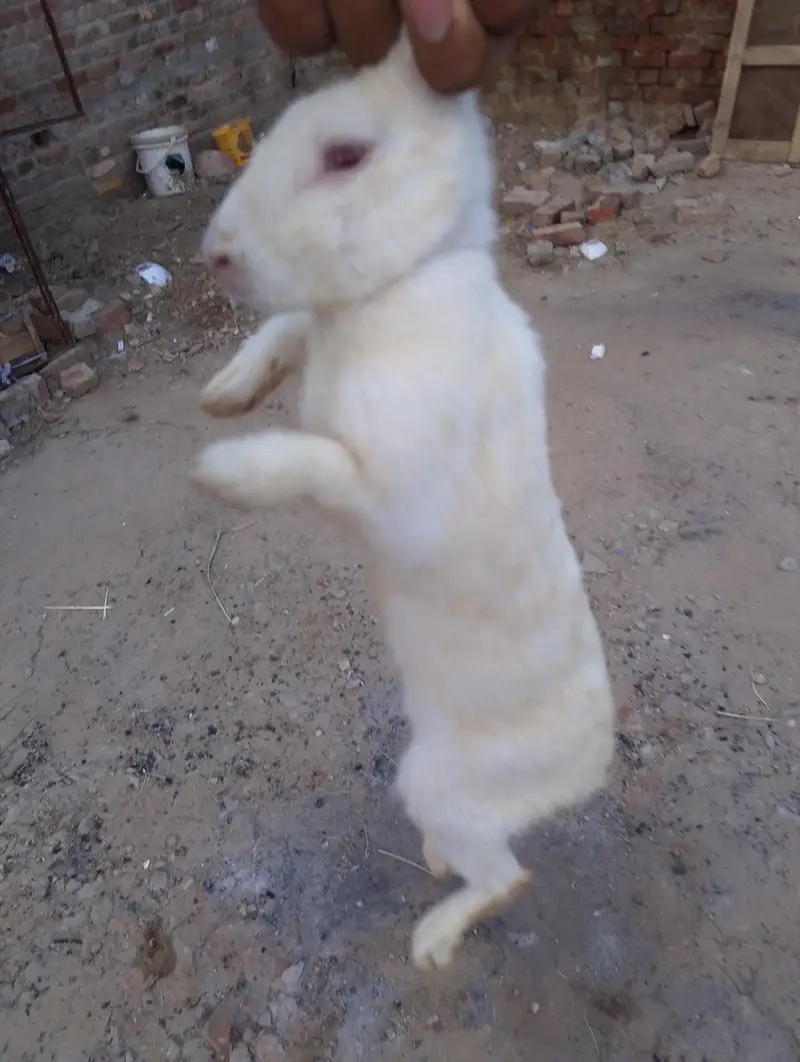 pure white rabbit red eyes breeder pair — photo 3