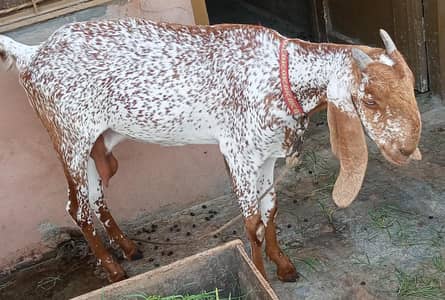 Pure Mekhi cheni bakri for sale