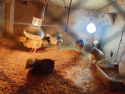 turkey chicks and white polish and Coco polish available