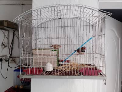 Zebra Finches pair And Cage