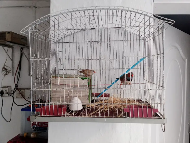 Zebra Finches pair And Cage
