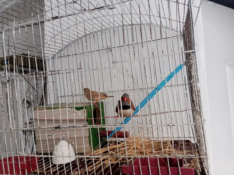 Zebra Finches pair And Cage — photo 2