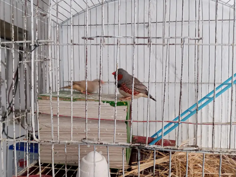Zebra Finches pair And Cage — photo 3