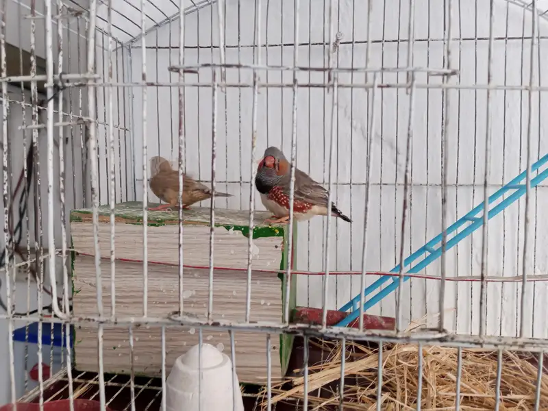 Zebra Finches pair And Cage — photo 4