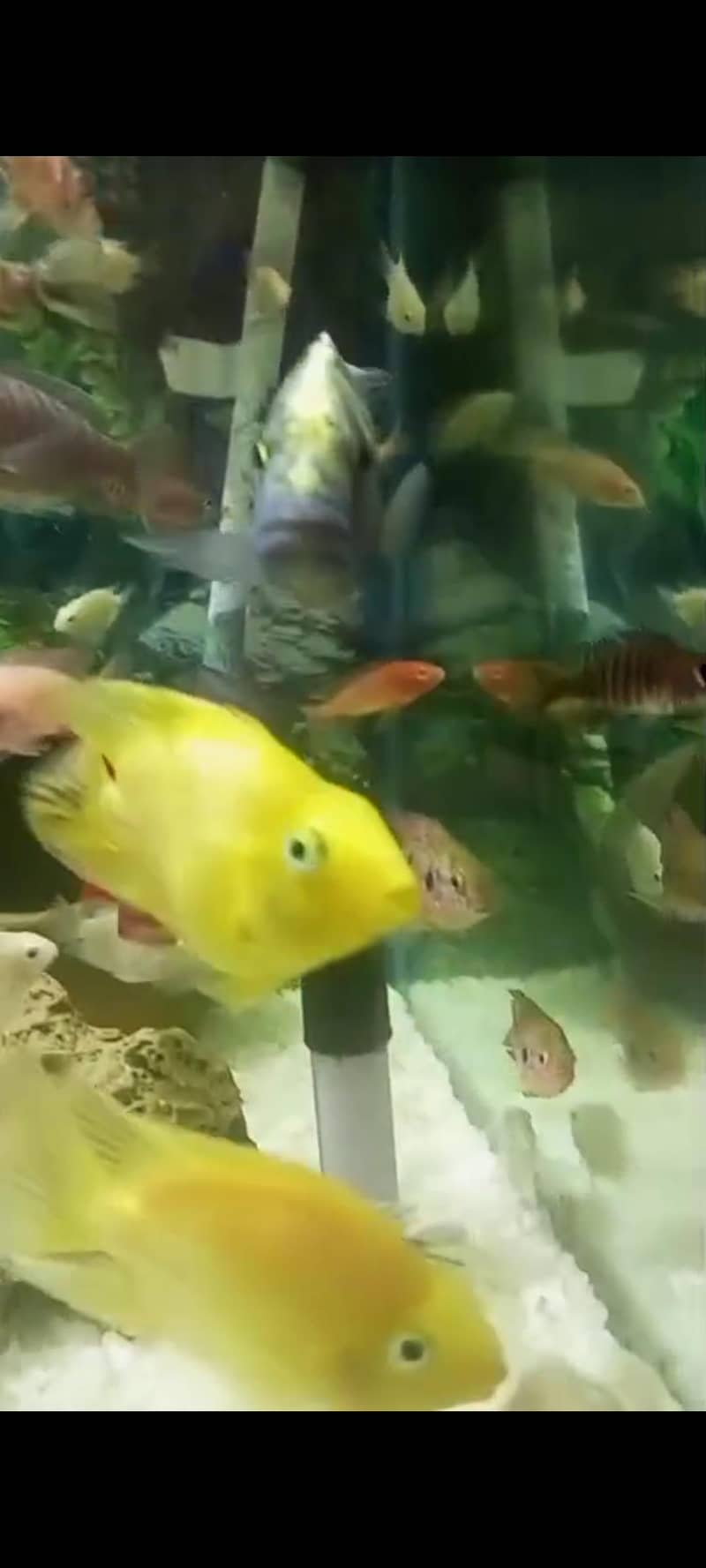parrot fish 0
