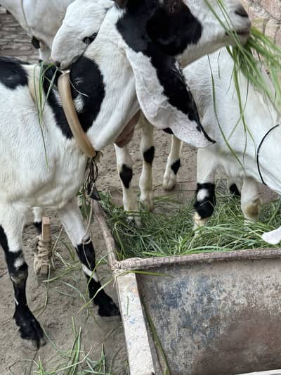 BAKRI