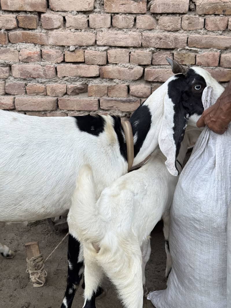 BAKRI 1