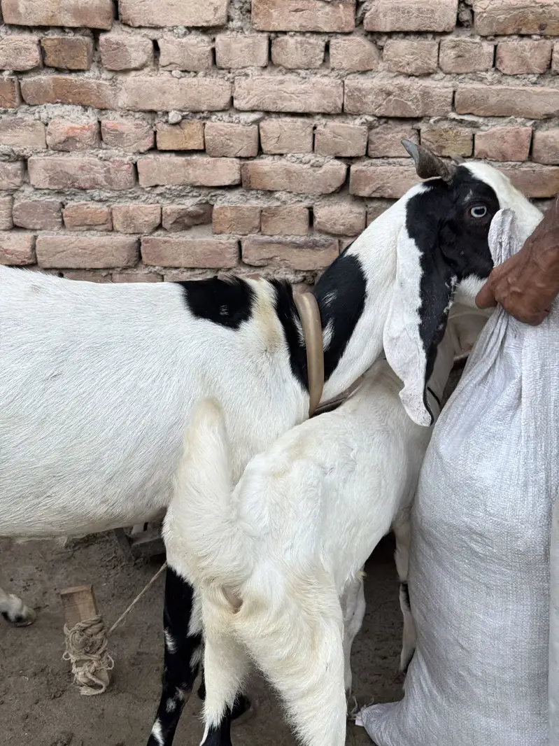 BAKRI — photo 2