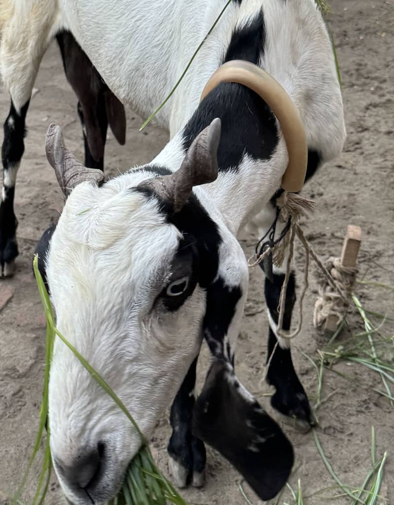 BAKRI 2
