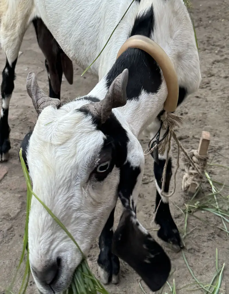 BAKRI — photo 3