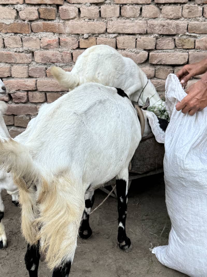 BAKRI 3