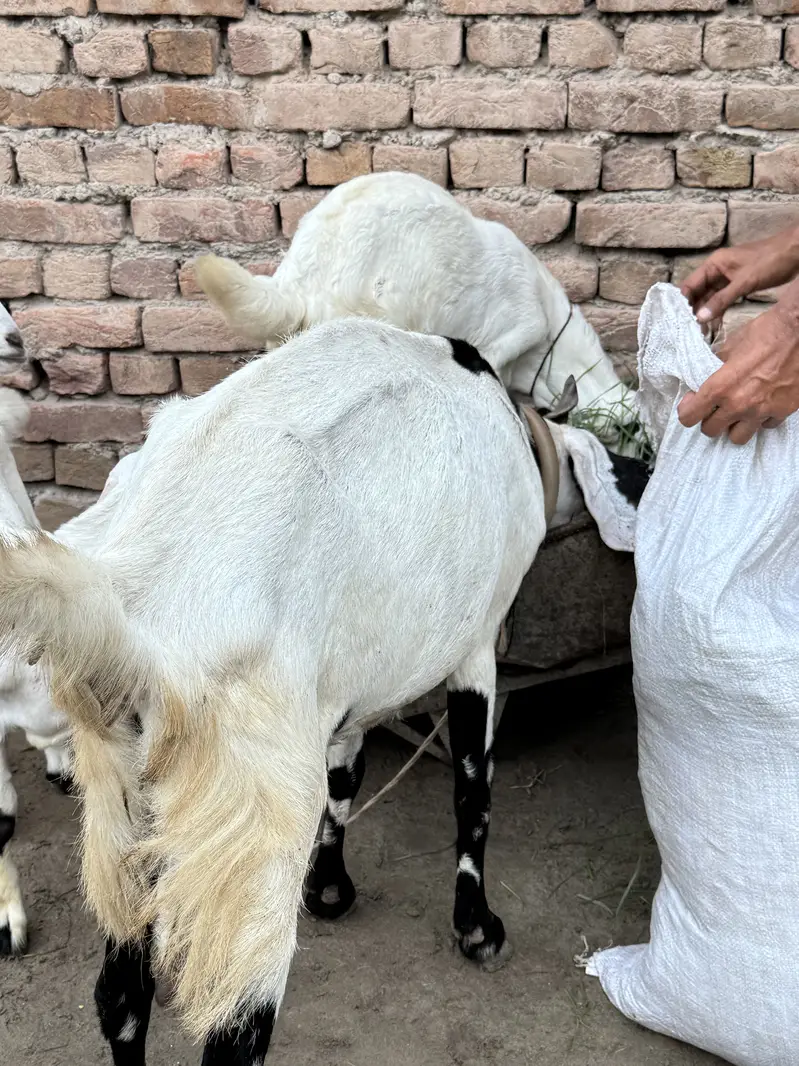 BAKRI — photo 4