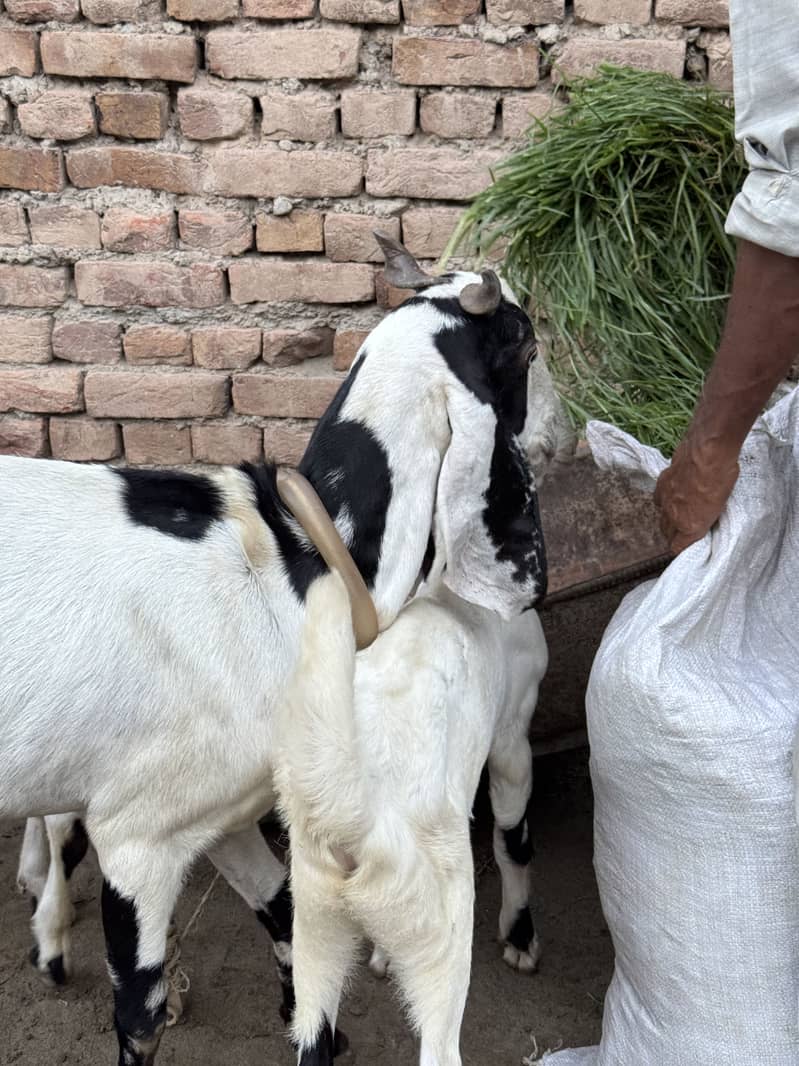 BAKRI 4