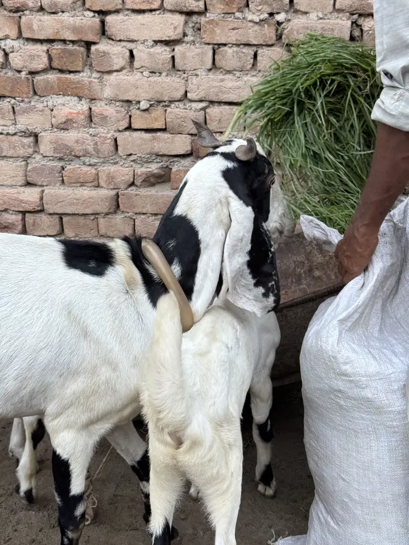 BAKRI — photo 5