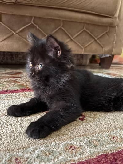 FEMALE KITTEN AVAILABLE