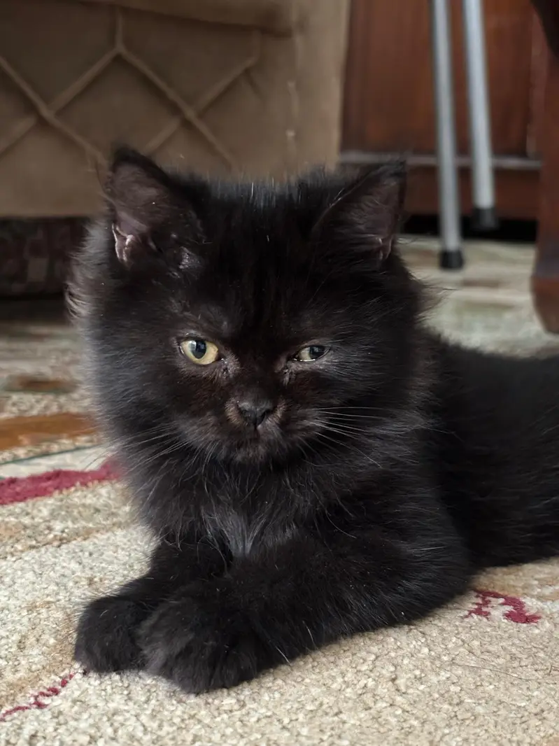 FEMALE KITTEN AVAILABLE — photo 2