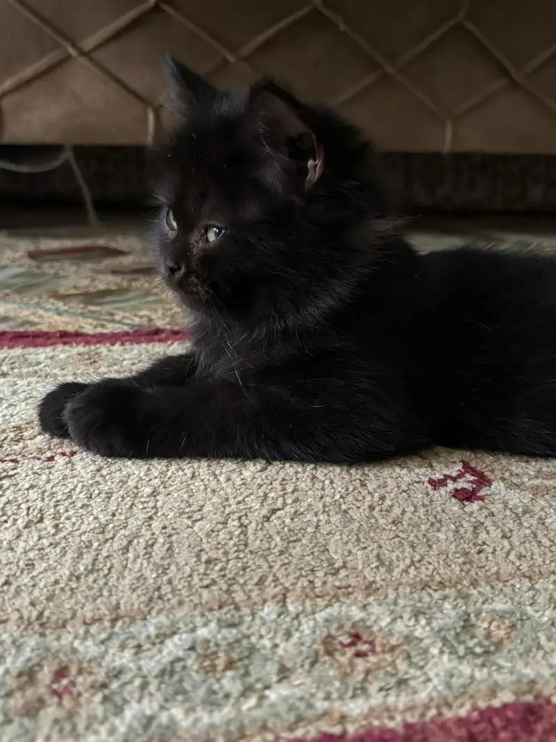FEMALE KITTEN AVAILABLE — photo 3