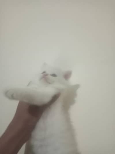 persian cat kittens high quality home breed