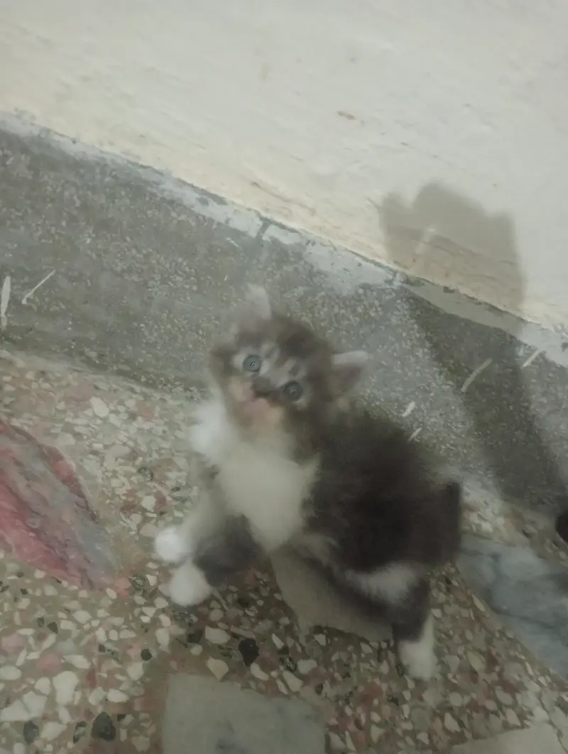 persian cat kittens high quality home breed — photo 2
