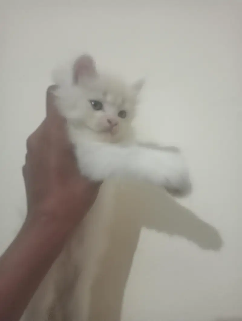 persian cat kittens high quality home breed — photo 3
