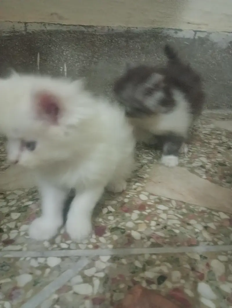 persian cat kittens high quality home breed — photo 4