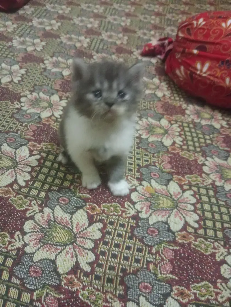 persian cat kittens high quality home breed — photo 5