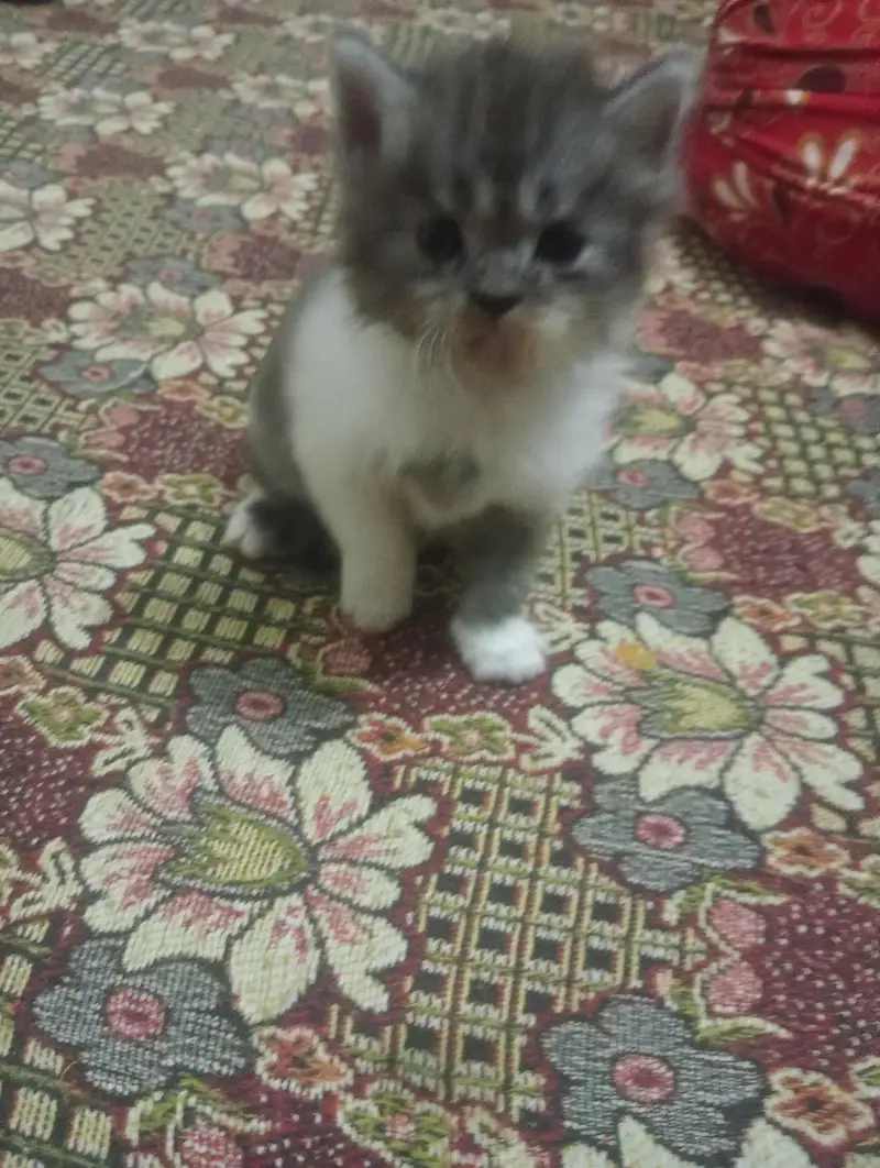 persian cat kittens high quality home breed — photo 6