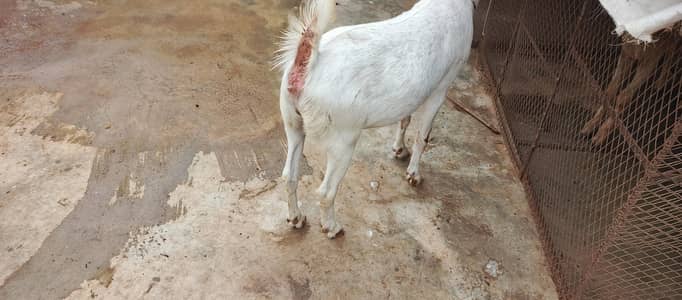 gulabi  paat