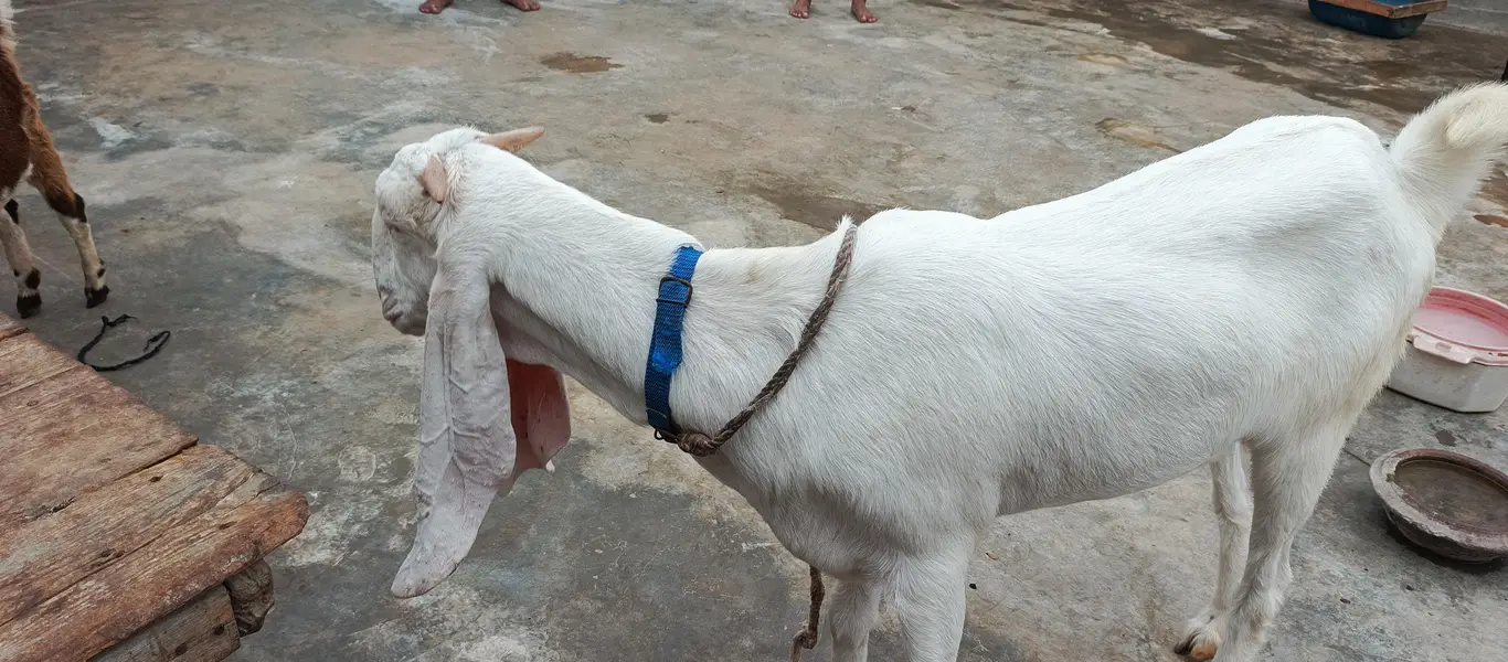 gulabi  paat — photo 2