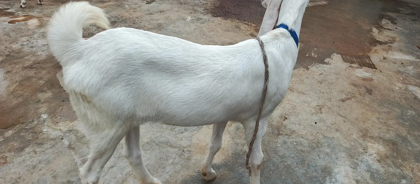 gulabi  paat — photo 3
