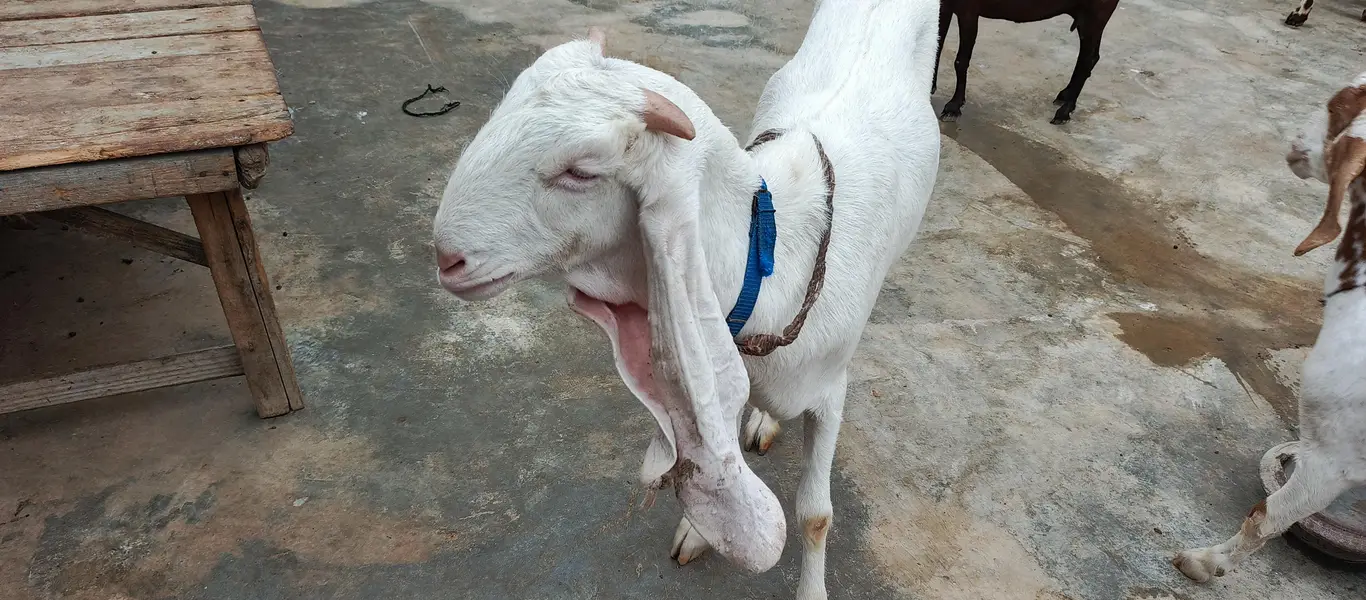 gulabi  paat — photo 4