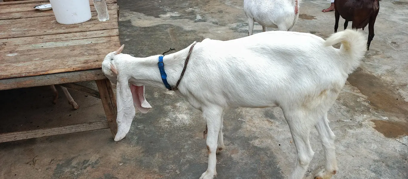 gulabi  paat — photo 5
