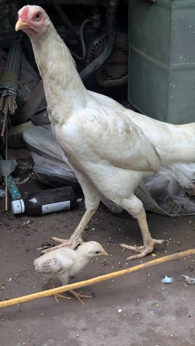 Aseel murgi with one baby chick