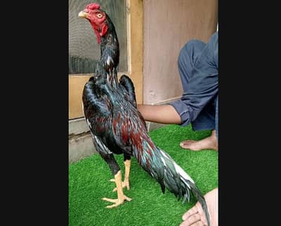 Lakha Aseel Murga For Sale