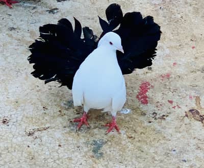 English Black Tail