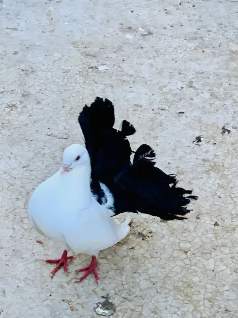 English Black Tail — photo 2