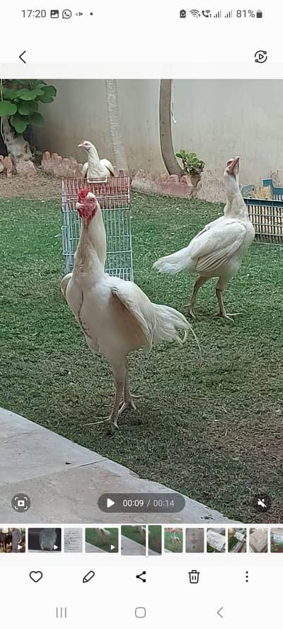 sell Aseel Heera chicks
