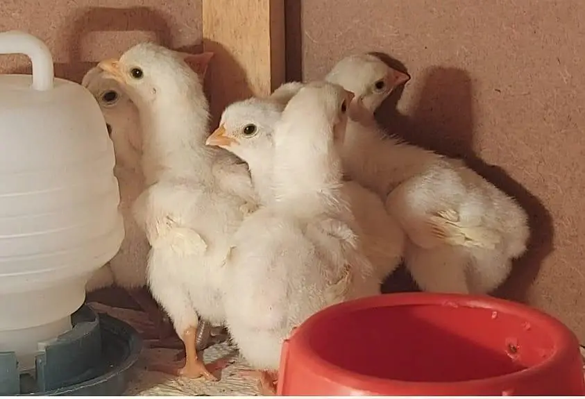 sell Aseel Heera chicks — photo 2