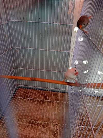 Finches pair for sale