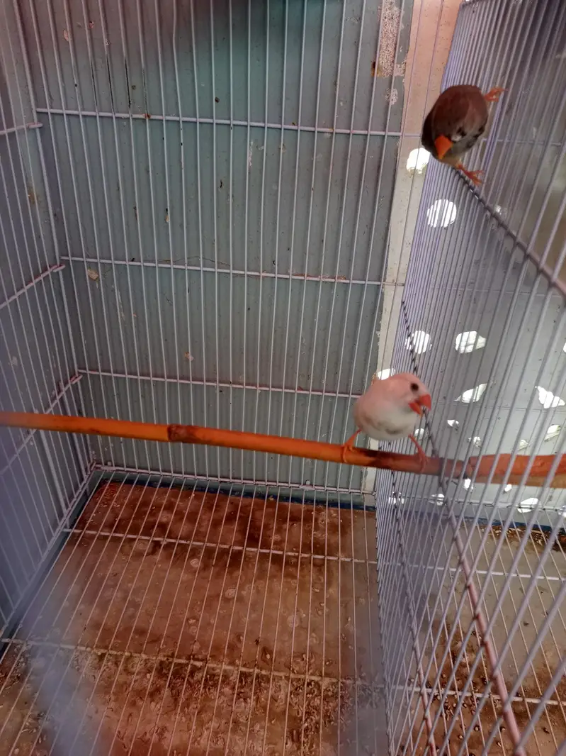 Finches pair for sale