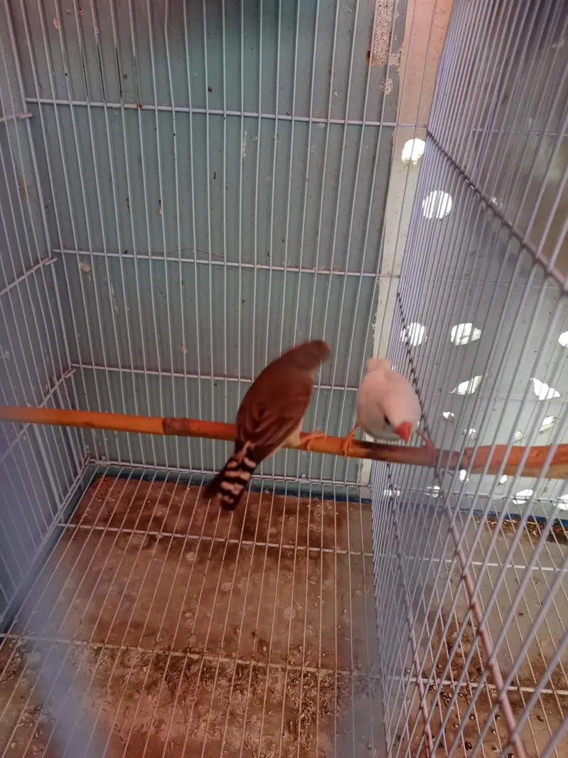 Finches pair for sale — photo 2