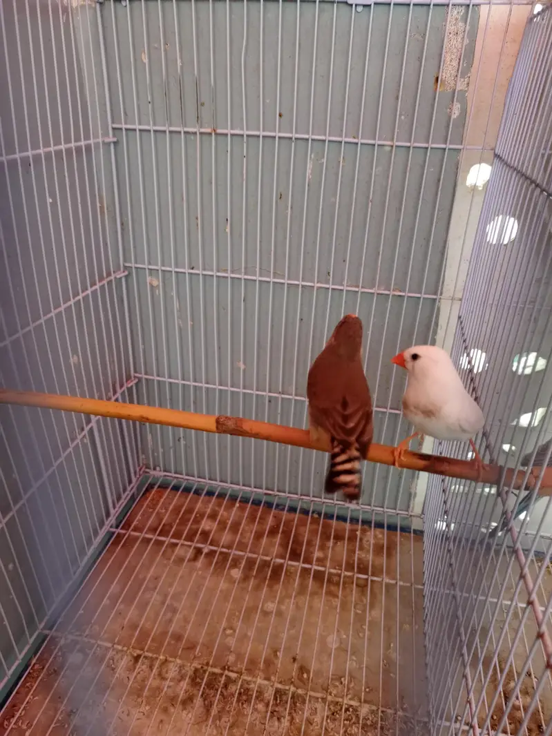 Finches pair for sale — photo 3