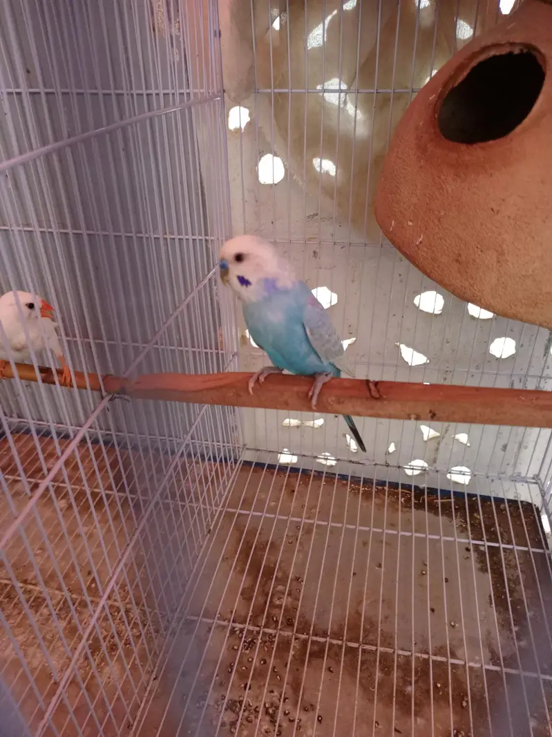 Finches pair for sale — photo 4