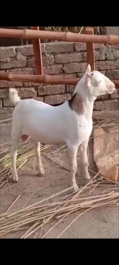 VIP White Eyes Tedda Ablaq Pink Nose Breeder Full Pointed
